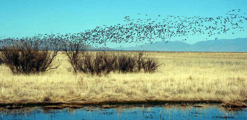 Sandhill cranes in Arizona